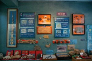 땅끝해양자연사박물관,국내여행,여행지추천